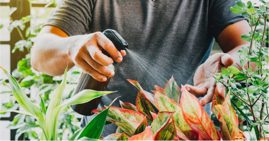 Conoce las experiencias de nuestros asociados en el cuidado de las plantas.