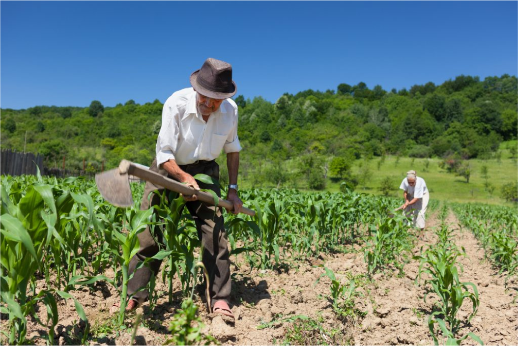 Trabajo en el campo