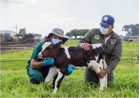 Asistencia técnica veterinaria