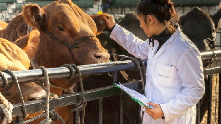Asistencia médica veterinaria