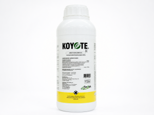 KOYOTE