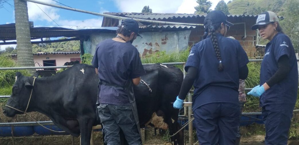 Asistencia técnica veterinaria